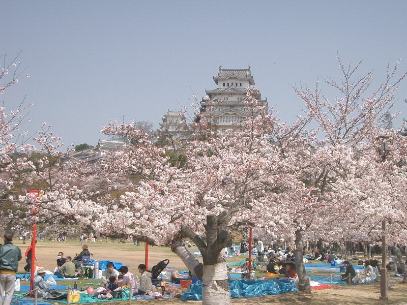 Japan Cherry Blossom
