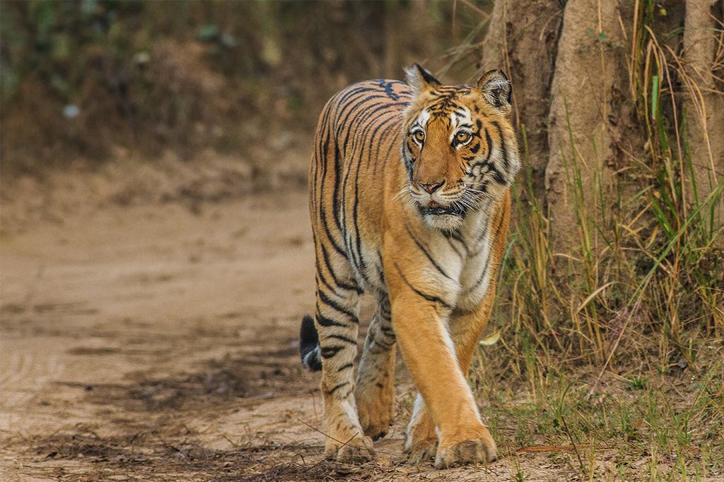 Jim Corbett Wilderness