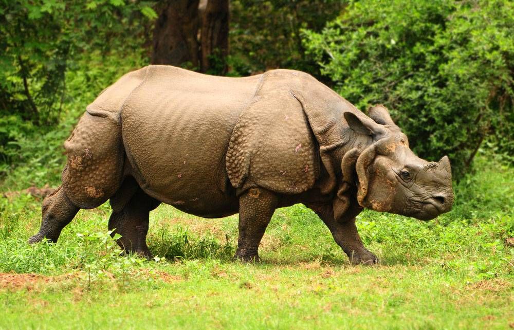 Kaziranga & Assam