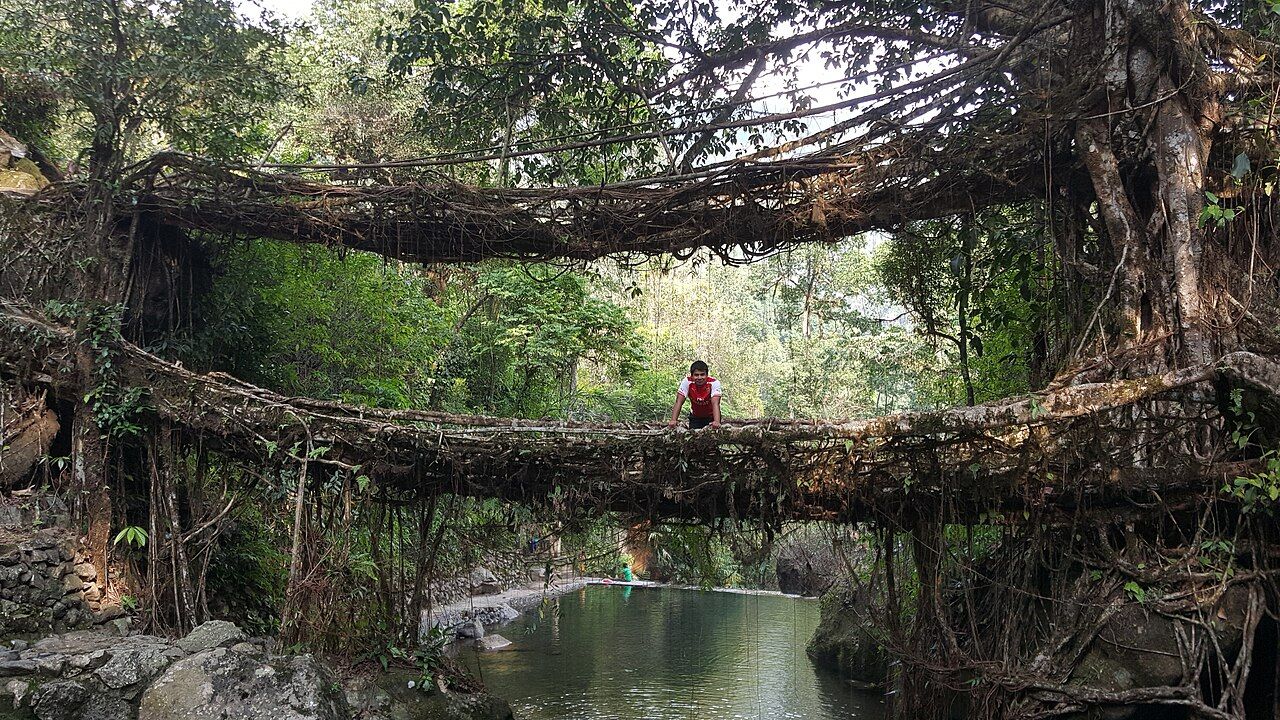 Meghalaya Living Roots