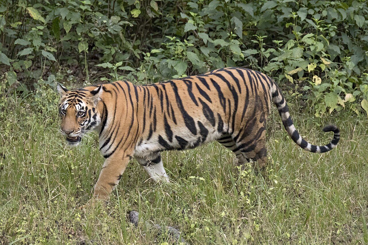 Ranthambore Tiger Safari